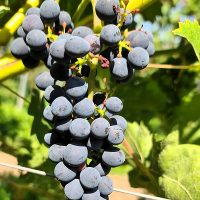 Cabertin 20250812 120609